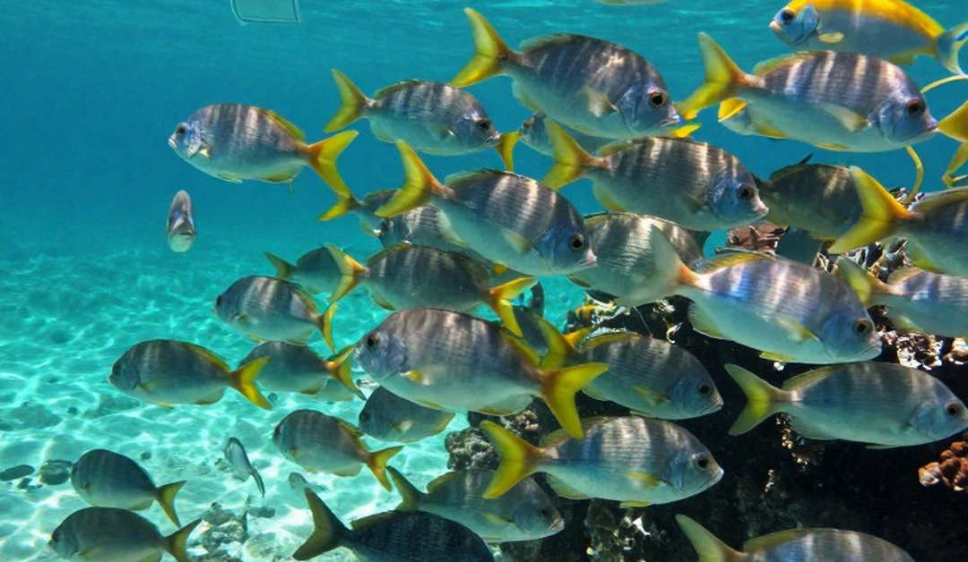 Tuna Swim Club tuyển Head Coach kiêm Giám đốc Chương trình: bản đồ vận hành của một CLB bơi
